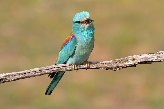 Rolo europeu com as primeiras luzes do dia, pássaros, coraciformes, Coracias garrulus