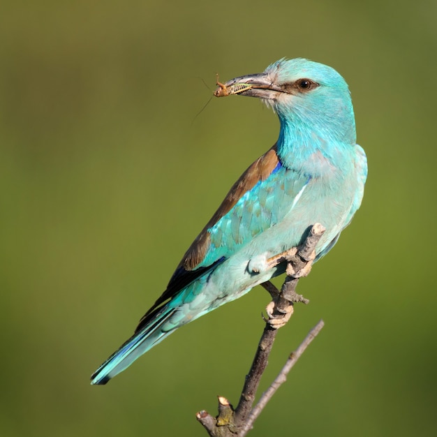 Rolo europeu (Coracias garrulus) sentado com a presa em um galho.