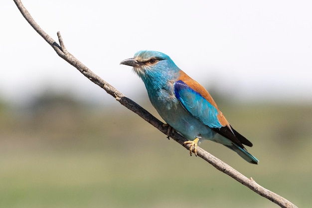 Rolo europeu rolo azul rolo comum ou rolo Coracias garrulus Toledo Espanha