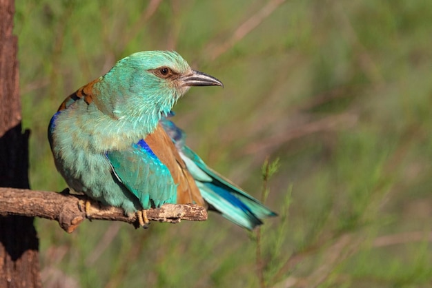 Rolo europeu rolo azul rolo comum ou rolo Coracias garrulus Toledo Espanha