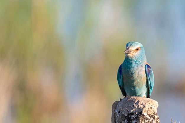 Rolo europeu rolo azul rolo comum ou rolo Coracias garrulus Toledo Espanha