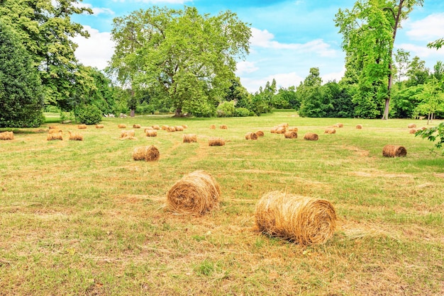 Rolos de feno estão em um grande campo inclinado desmoronado