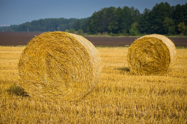 Rolos de palheiros no campo Cenário de fazenda de verão com palheiro no fundo do belo pôr do sol Conceito de agricultura Conceito de colheita