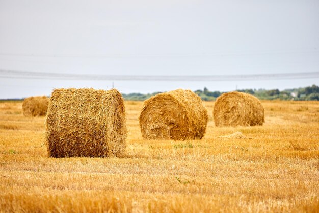 Rolos secos amarelos brilhantes de palheiros no campo de verão Paisagens rurais