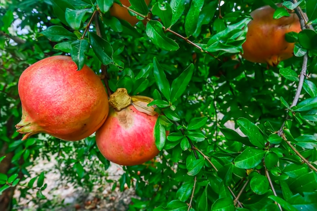 Romã pendurada no galho da árvore frutífera de romã