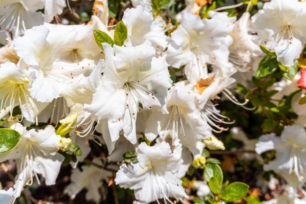 Roman bellevalia del mediterraneo flores blancas en el parque natural de iturraran país vasco