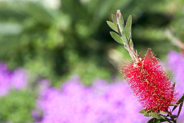 Romântica Flora Natural Flores Vermelhas