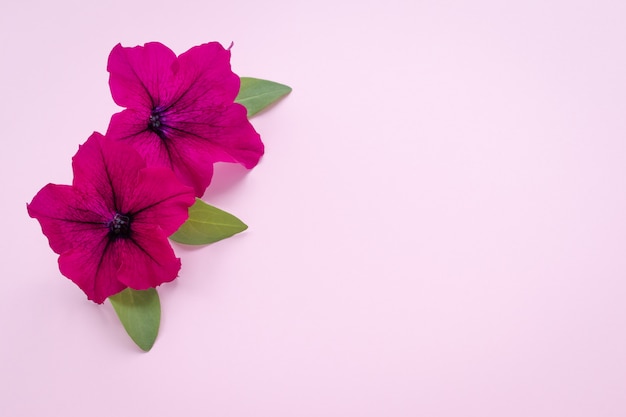 Romántica pared rosa con flores.