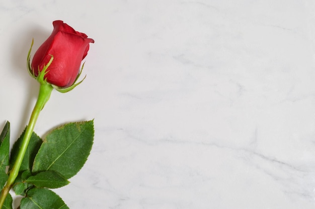 Romántica rosa roja y fondo de mármol blanco