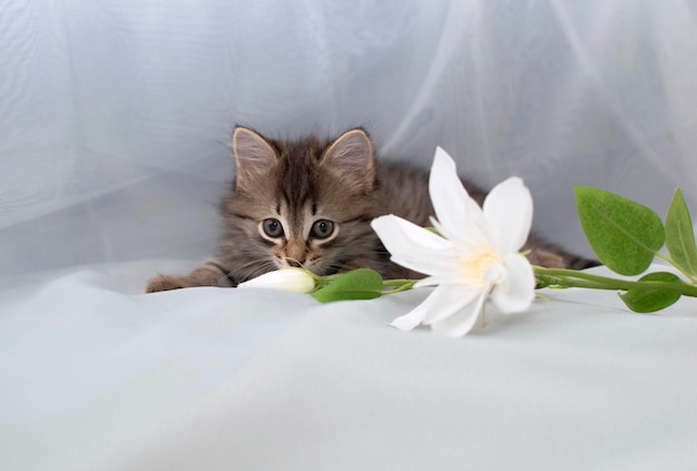 O gato fofo está brincando com uma bola de fios rosa. curioso gatinho  deitado em cima de um cobertor branco e olhando para a câmera. jogos com  animais de estimação. fios de tricô. brinquedos publicitários para gatos.