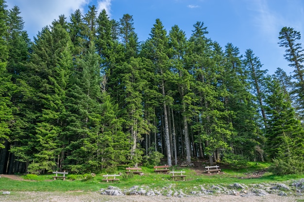 Románticos bancos de madera cerca del lago negro en el Parque Nacional Durmitor. Montenegro