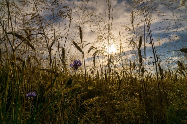 Romantische Aufnahme einer Kornblume in einem Maisfeld bei Sonnenuntergang