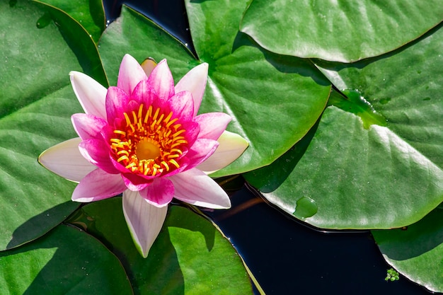 Romantische Aussicht. Seerose im Teich