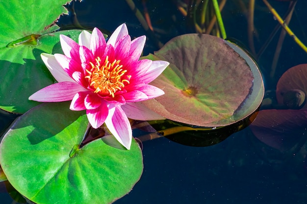 Romantische Aussicht. Seerose im Teich