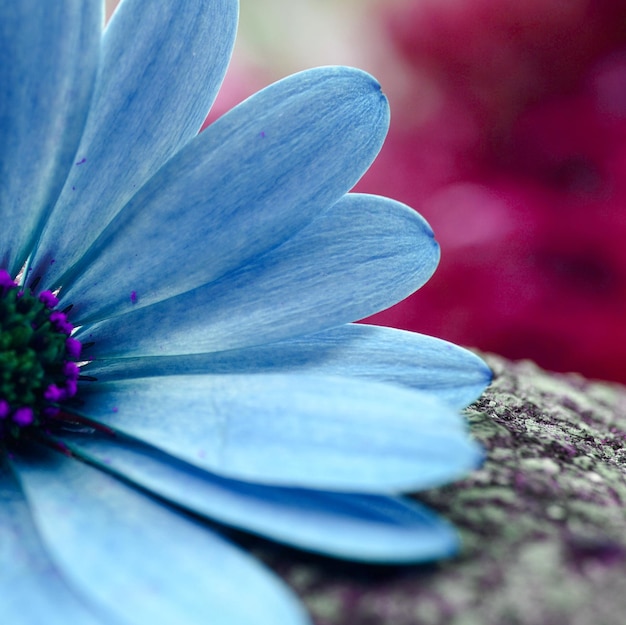 romantische blaue Blume im Garten im Frühling