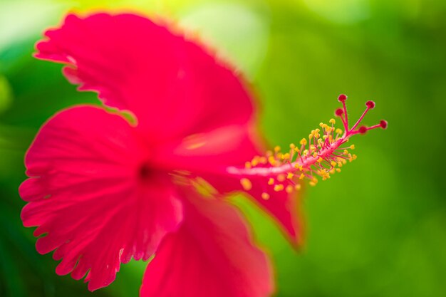 Romantische bunte schöne Hibiskusblüte in der Natur, Blumenblatt und Hibiskusblüte im Garten