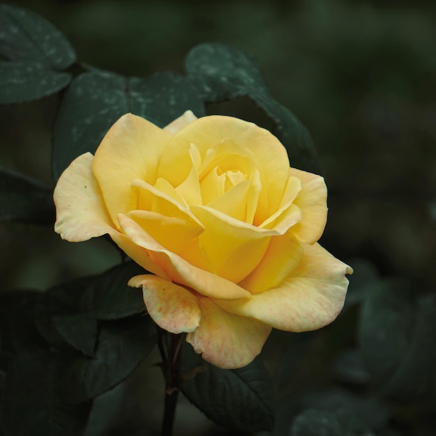 romantische gelbe rosenblume zum valentinstag