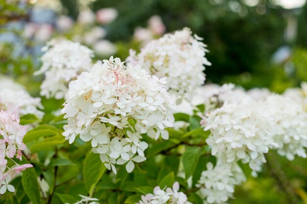 Romantische Hortensie arborescens Annabelle, im Sommer von der niedrigen Abendsonne hinterleuchtet.