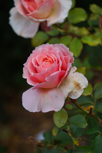 romantische rosa Rose im Garten