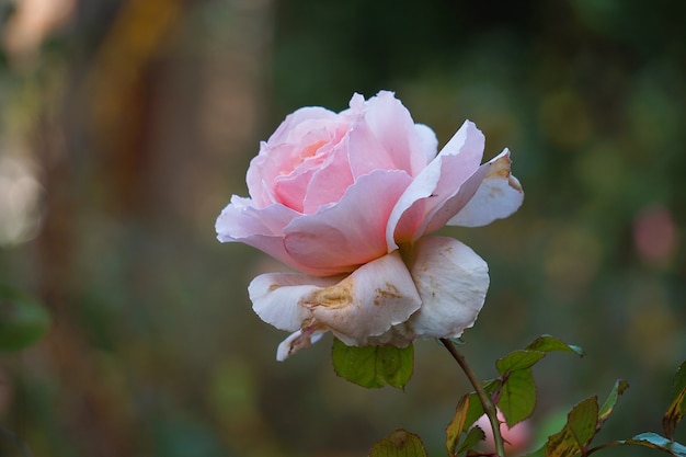 romantische rosa Rose im Garten