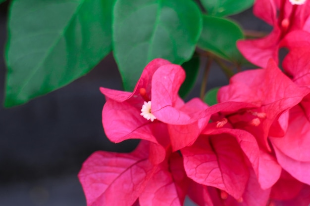 Romantische rote Blumen auf Ästen, die Liebe und Zärtlichkeit unter Liebhabern zeigen