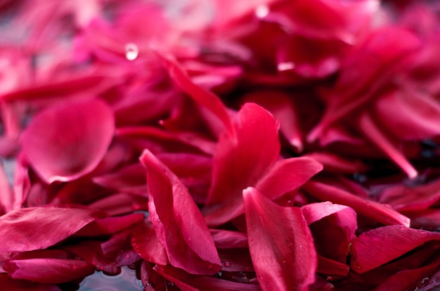 Romantischer abstrakter Blumenhintergrund rosa Blütenblätter im Wasser