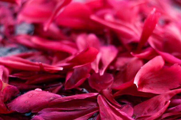 Romantischer abstrakter Blumenhintergrund rosa Blütenblätter im Wasser