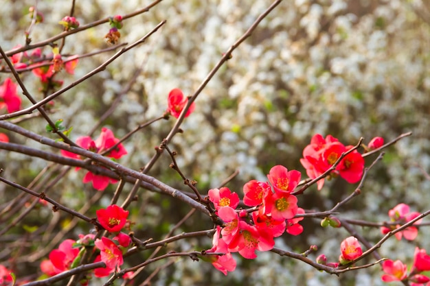 romantischer Hintergrund von roten und weißen Blumen unscharf