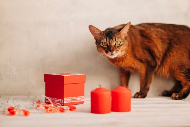 Romantischer Valentinstag mit einem Haustier, einer roten Katze mit roten Dekorationskerzen und Geschenkbox