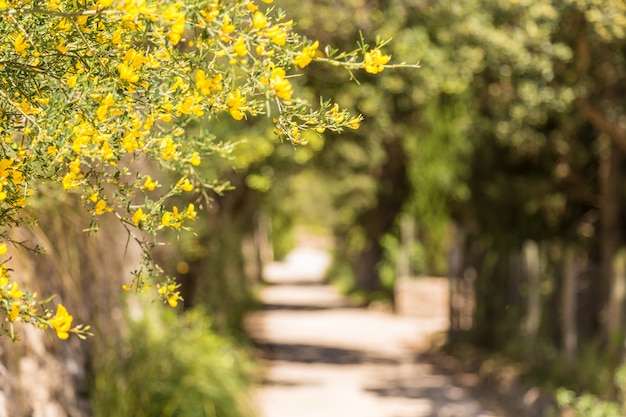 Romantischer Wanderweg verschwommen