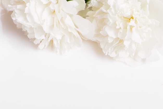 Romantisches Banner, zarte weiße Pfingstrosen blüht Nahaufnahme. Duftende rosa Blütenblätter, abstrakter romantischer Hintergrund, Pastell- und weiche Blumenkarte