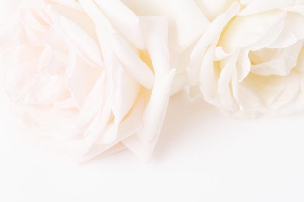 Romantisches Banner, zarte weiße Rosen blüht Nahaufnahme. Duftende cremegelbe Blütenblätter, abstrakter romantischer Hintergrund, Pastell- und weiche Blumenkarte