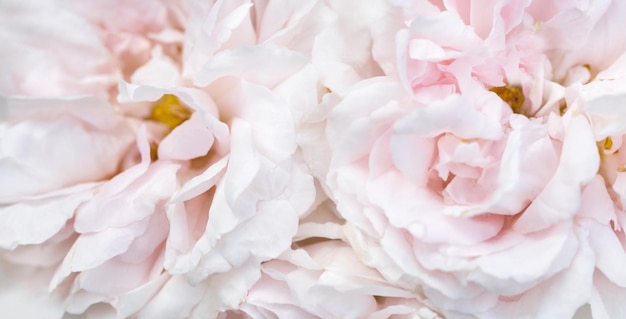 Romantisches Banner, zarte weiße Rosen, Blumen, Nahaufnahme, duftende cremrosa Blütenblätter