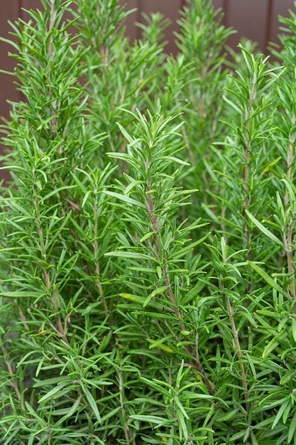 Romero en una olla de canasta Fondo de romero Planta de romero Hierba especia para especias aromáticas culinarias