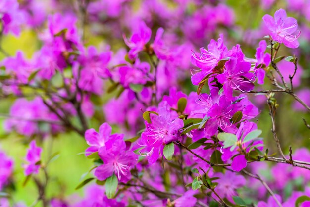 Romero silvestre con flores de primavera en condiciones naturales Fondo púrpura floral natural