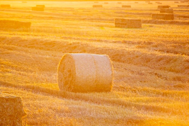 Ronda de balas de paja de trigo seca prensada en el campo después de la cosecha verano otoño noche soleada al atardecer