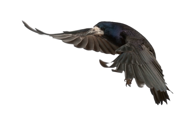 Rook, Corvus frugilegus, de 3 años, volando contra el fondo blanco.