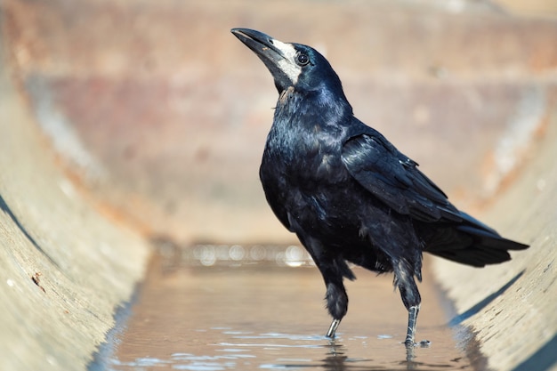 Rook steht im Wasser und schaut in die Kamera