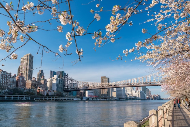 Roosevelt Island durante la flor de cerezo en la ciudad de Nueva York