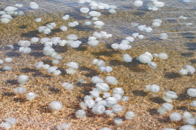 Foto rootlets de águas-vivas no mar em águas rasas closeup tentáculos de invasão