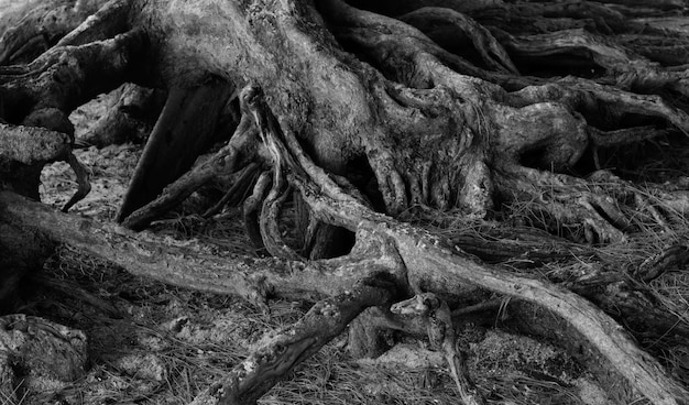 rootRoots são raízes antigas