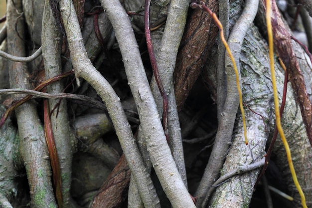 Roots of a banyan tree close up