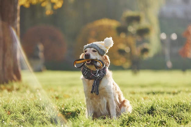 En ropa Hermoso perro Golden Retriever tiene un paseo al aire libre en el parque