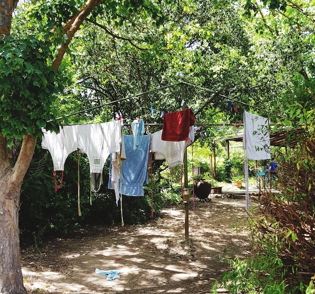 Ropa secándose contra los árboles