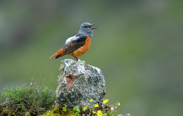 Roquero rojo canta en primavera