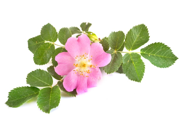 Rosa acicularis en estudio