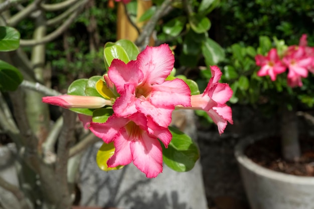 Rosa Adenium Obesum blüht im Garten mit unscharfem Hintergrund