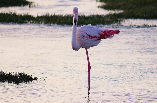 Rosa afrikanischer einsamer Flamingo spaziert durch die Lagune
