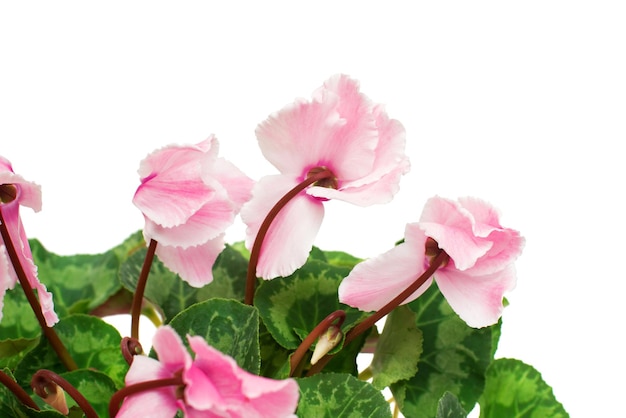 Rosa Alpenveilchen-Blume isoliert auf weißem Hintergrund. Sommer. Frühling. Flache Lage, Ansicht von oben. Liebe. Valentinstag