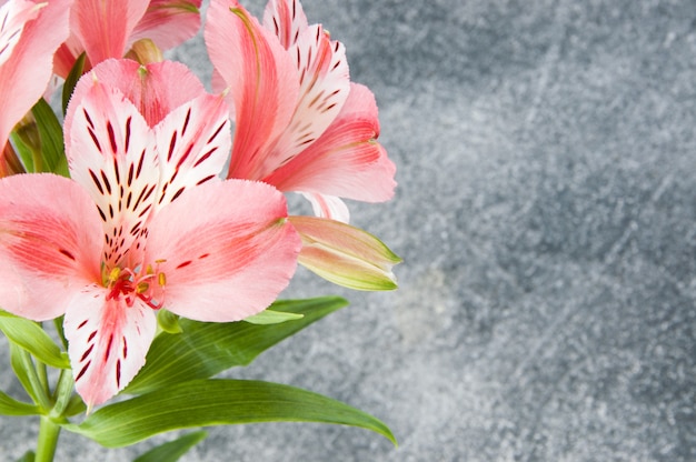 Foto rosa alstroemeria, abschluss oben auf grau